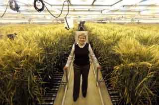 Dr. Claire CaJacob, Global Wheat Technology Lead, poses for a portrait inside a growth chamber with three month old wheat on Thursday, Jan. 8, 2014, at Monsantos Chesterfield Village Research Center near St. Louis. The growing conditions simulate a summer day in North Dakota.  Monsanto is once again pursuing development of genetically modified wheat -  something it abandoned in the 1990s after meeting stiff resistance from farmers worried about consumer reaction. (Laurie Skrivan/St. Louis Post-Dispatch/TNS)