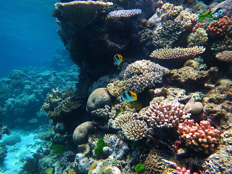 The Great Barrier Reef — Wonderful Wildlife