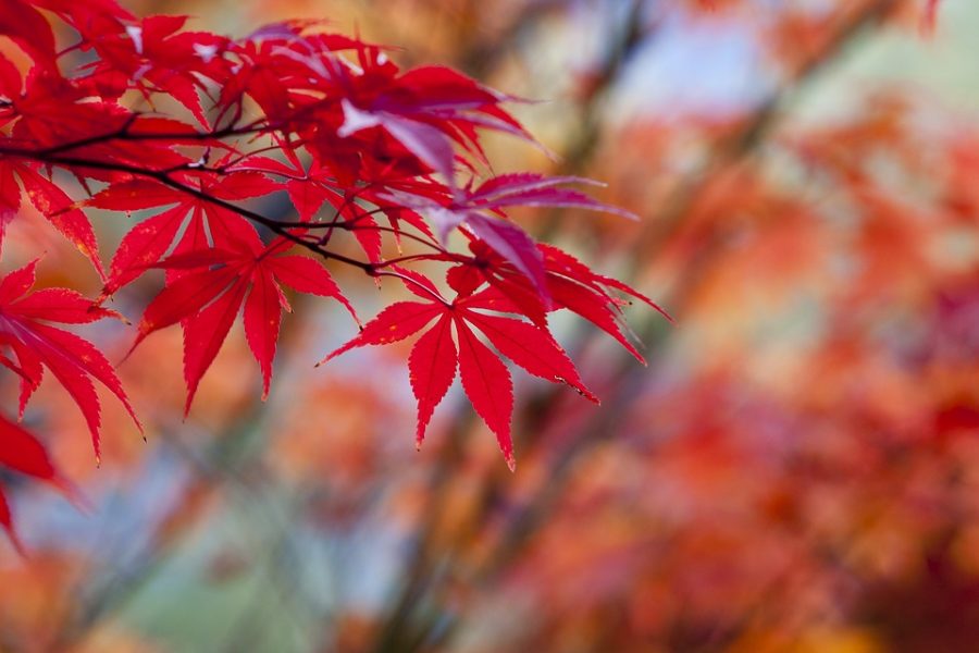 The Science of Fall