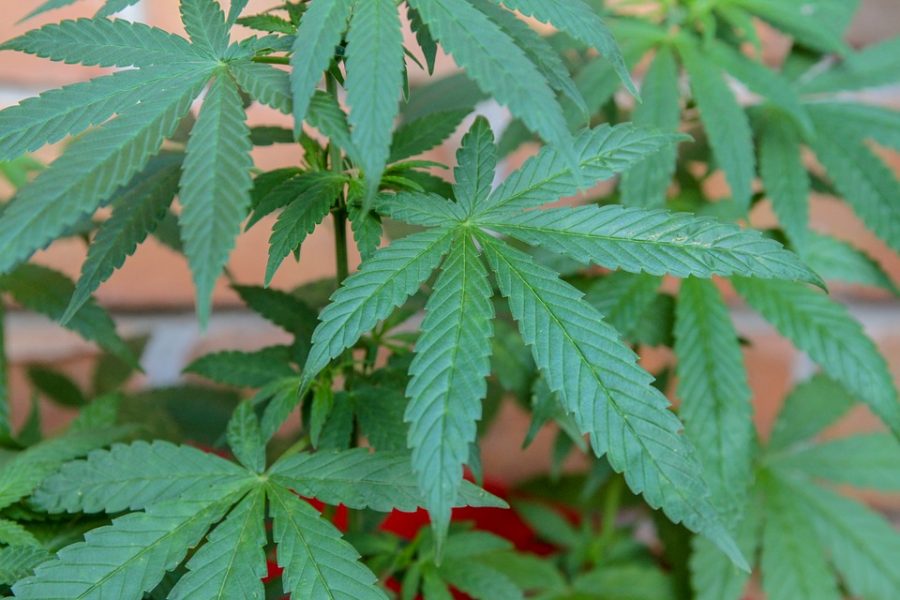 Marijuana Legalization: The Right Choice or a Terrible Mistake?