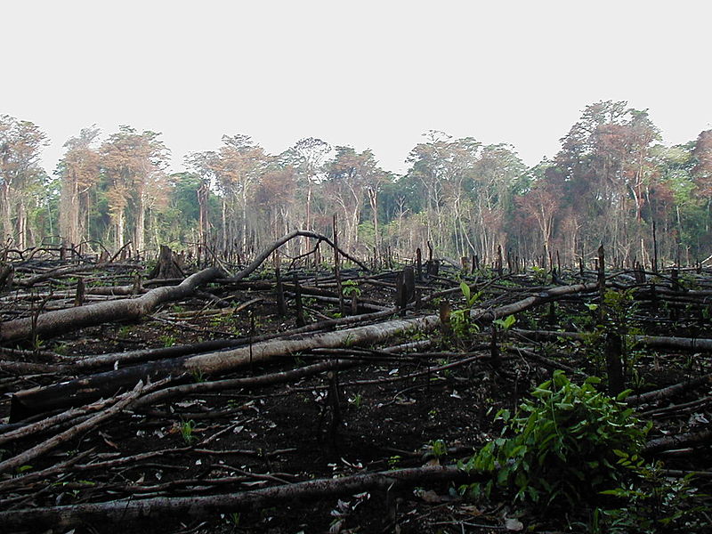 Pandemic or Not: Deforestation Is Still an Issue