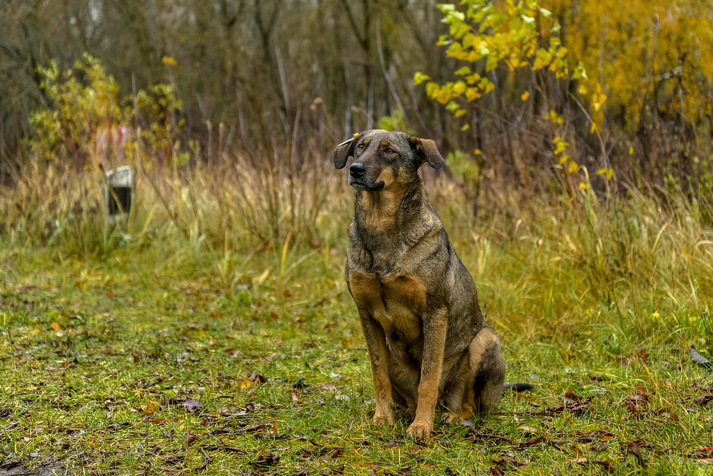 Chernobyl’s Radioactive Dogs Could Offer New Opportunities on Radiation Research
