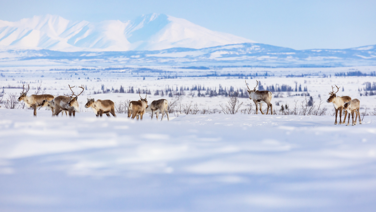 Arctic Tundra Emits Carbon for the First Time