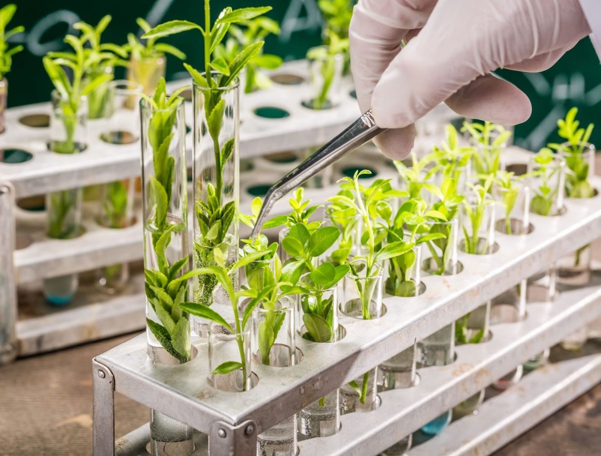 Plant Breeding