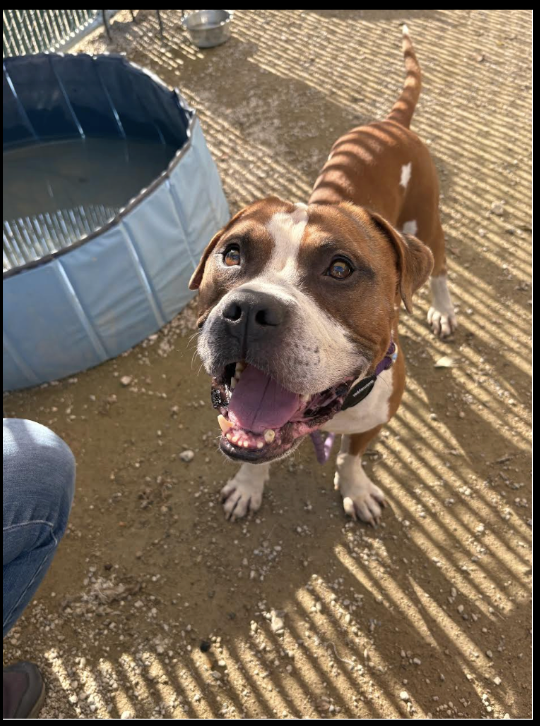 Perfect Companions: Meet Happy